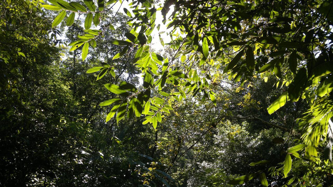 Junglez Eco Hostel Guarau Exteriér fotografie